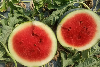 WATAERMELON